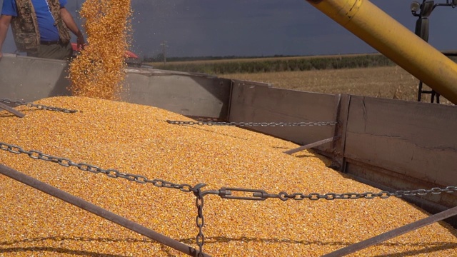 玉米收获-联合收割机卸载玉米谷物到拖拉机拖车