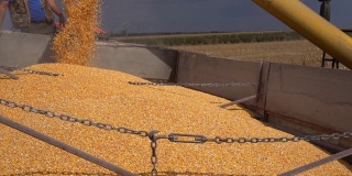 玉米收获-联合收割机卸载玉米谷物到拖拉机拖车