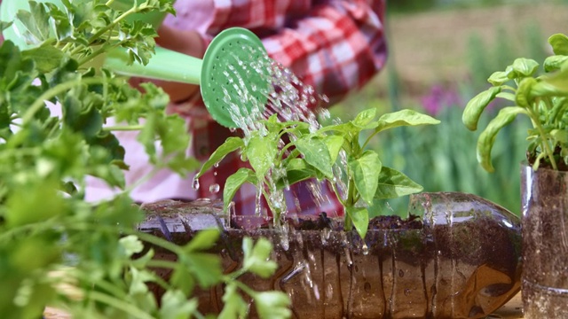 SLO MO辣椒植物正在城市花园浇水
