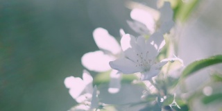 近距离观看嫩白盛开的花在树枝上