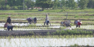 农民种植水稻