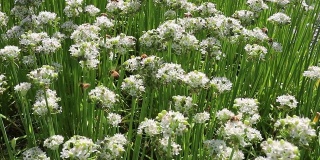 新鲜的白色韭菜花，有很多蜜蜂飞来飞去