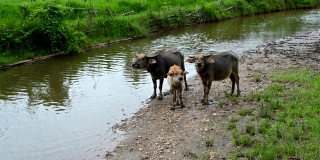 Asia buffalo family , Thailand ,Crowd of Water buffalo wading and cooling down in the river or pond.