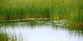 杂草丛生的池塘湿地景观