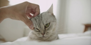 躺在床上，用手抚摸一只可爱的小猫。