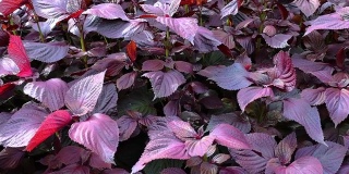 新鲜紫苏植物
