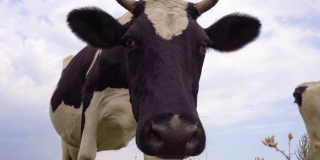奶牛看着摄像机，闻了闻她。奶牛特写，4k