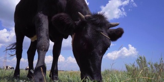 黑牛在草地上吃草，看着镜头。奶牛,4 k
