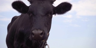 4k镜头，黑牛站在草地上。奶牛牧场