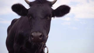 4k镜头，黑牛站在草地上。奶牛牧场视频素材模板下载
