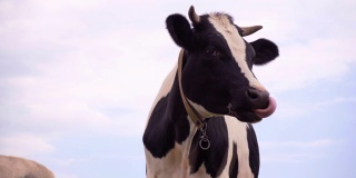 黑白奶牛站在草地上。动物转过头看着摄像机，4k