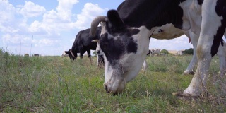 牛在牧场上吃草的特写。奶牛在草地上吃草，4k