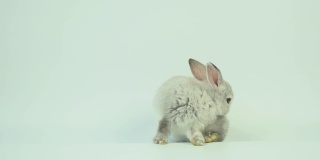 可爱的小兔子玩在白色背景复活节的概念