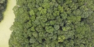森林和被污染的水的鸟瞰图。无人机飞走，推拍镜头