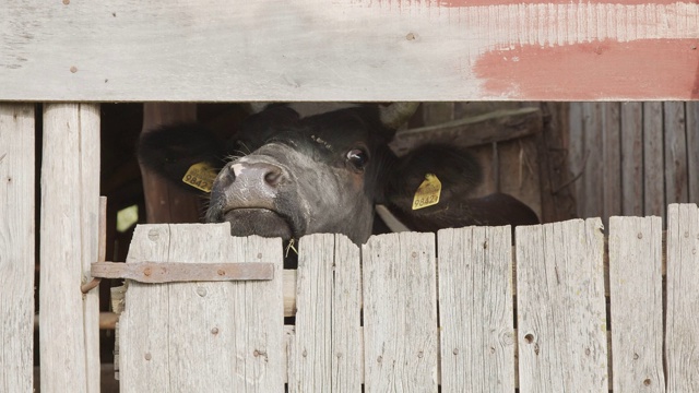 奶牛被锁在木门后，头伸出来