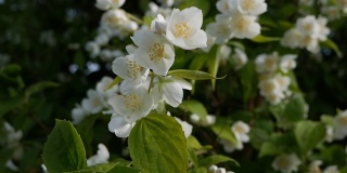 特写的小枝与美丽的雪白的茉莉花在花园里。盛开的茉莉花分支。植物、细节、自然