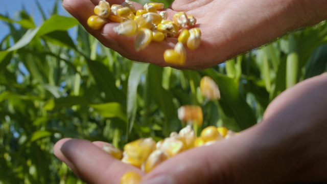 农民手中的玉米种子，农业。慢动作农民手杯玉米在田间收获后的玉米粒。特写农场工人抱着收获的玉米谷类植物。金玉米种植