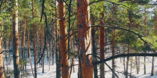 白雪覆盖的针叶林中，阳光照射下的细松树树干