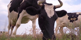 有趣的牛嚼草牧场。在草地上吃草的奶牛，4k