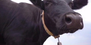 黑牛看着摄像机，嗅了嗅她。奶牛特写，4k