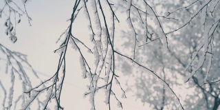 晨曦中，细枝上结了一层霜