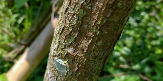 双趾跳蛛是跳蛛科的一种蜘蛛，俗称灰壁跳蛛。它是一种泛热带物种，通常在建筑物的墙壁或树干上发现。