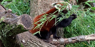 小熊猫，也叫小熊猫和红猫熊
