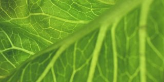 新鲜的绿色生菜叶子的宏观视图，摄影。