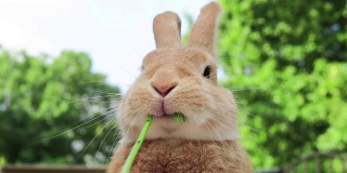 鲁弗斯兔子吃绿色的葡萄旁边的橙色南瓜可爱的嘴