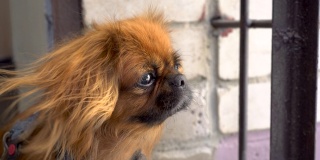 一只红毛的北京哈巴狗看着镜头，然后转过身去。风吹起了狗的毛。