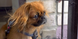 一只红毛的北京哈巴狗看着镜头，然后转过身去。风吹起了狗的毛。