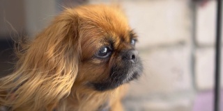 一只红毛的北京哈巴狗看着镜头，然后转过身去。风吹起了狗的毛。侧视图。缓慢的运动。FHD