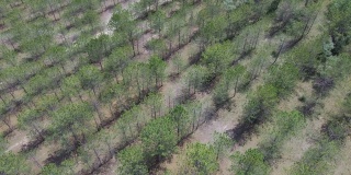 鸟瞰图，多瑙河生物圈保护区的松树种植园。在松树上面向前移动。顶视图,4 k-60fps。多瑙河三角洲，基利亚雷昂，敖德萨州，乌克兰