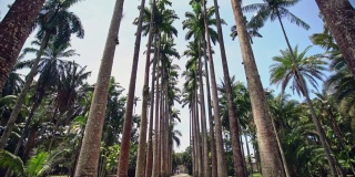 巴西里约热内卢植物园里的真正的椰子树