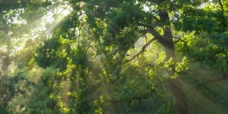阳光从绿色的树枝中照射出来。神奇的森林，温暖的阳光照亮了绿色的橡树。万向节高质量拍摄