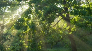阳光从绿色的树枝中照射出来。神奇的森林，温暖的阳光照亮了绿色的橡树。万向节高质量拍摄视频素材模板下载