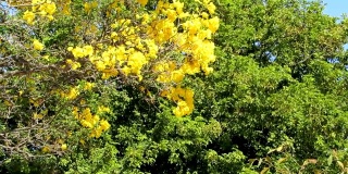 盛开的金色喇叭树。