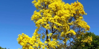 金色的喇叭树在蓝天上绽放。