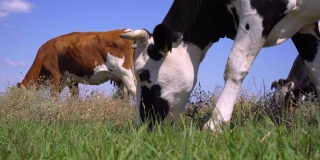 牛在牧场上吃草的特写。奶牛在草地上吃草，4k