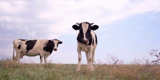 奶牛站在草地上看着摄像机。放牧的奶牛，4k