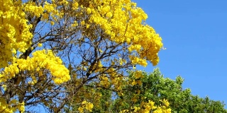 金色的喇叭树在蓝天上绽放。