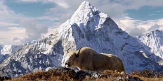尼泊尔喜玛拉雅山脉的白牦牛。背景是尼泊尔白雪覆盖的阿玛达布拉姆山。珠峰大本营徒步旅行(EBC)。替身拍摄,4 k