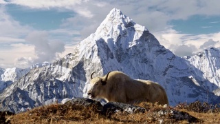 尼泊尔喜玛拉雅山脉的白牦牛。背景是尼泊尔白雪覆盖的阿玛达布拉姆山。珠峰大本营徒步旅行(EBC)。替身拍摄,4 k视频素材模板下载
