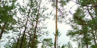 西伯利亚的森林。自底向上。高大的松树。8月。