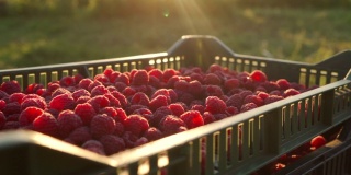 在田野中央的板条箱里，树莓沐浴在阳光下