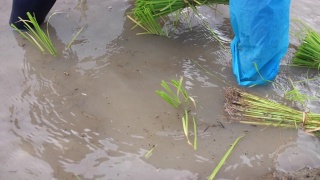 稻田农民在田间播种的照片视频素材模板下载