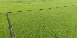 无人机在稻田拍摄。水稻4K分辨率b卷