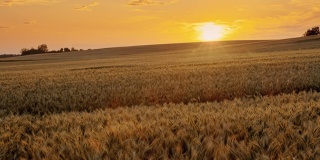 SLO MO美丽的金色麦田在乡村的中央在日落