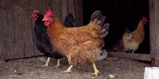 农场家禽屋里的家鸡和鸭。动物庄园,4 k