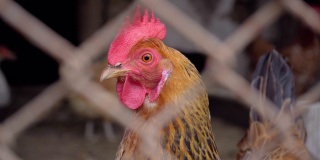 特写一只鸡在一个农场的家禽屋里。动物庄园,4 k